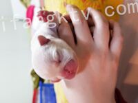 我和愛養泰迪的女友那些風流事 分手後的性生活泄露 內射流精 完美露臉 高清