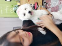 我和愛養泰迪的女友那些風流事 分手後的性生活泄露 內射流精 完美露臉 高清