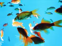 超人氣大神『王動』2022最新重磅私拍 全新嫩模 全裸出鏡 情色藝術完美結合 高清