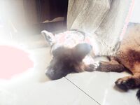 字母界女神『薈萃』帶壞淫戲調教母狗 露出訓犬捆綁 調教金屬光澤閃耀M奴之心 高清