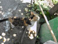 字母界女神『薈萃』帶壞淫戲調教母狗 露出訓犬捆綁 調教金屬光澤閃耀M奴之心 高清